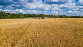 «СовЭкон» дал оптимистичную оценку урожаю пшеницы в России